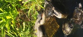 Enlarge photo 170