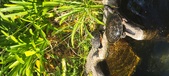 Enlarge photo 168