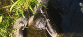 Enlarge photo 167