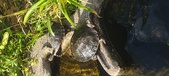 Enlarge photo 166