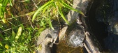 Enlarge photo 165