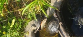 Enlarge photo 164