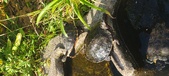 Enlarge photo 163