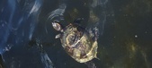 Enlarge photo 162