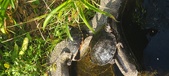 Enlarge photo 160