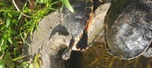 Enlarge photo 159