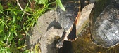 Enlarge photo 158