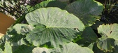 Enlarge photo 126