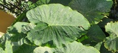 Enlarge photo 124