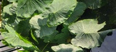 Enlarge photo 122