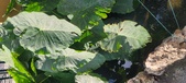 Enlarge photo 121