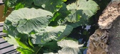 Enlarge photo 120