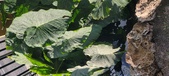 Enlarge photo 118