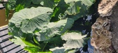 Enlarge photo 117