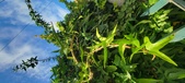 Enlarge photo 112