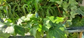 Enlarge photo 104