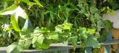 Enlarge photo 103