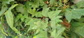 Enlarge photo 102