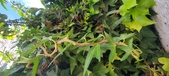 Enlarge photo 99