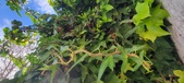 Enlarge photo 98