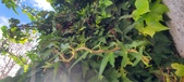 Enlarge photo 97