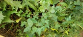Enlarge photo 95