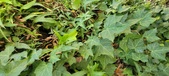 Enlarge photo 93