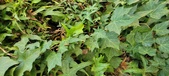 Enlarge photo 92