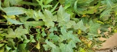 Enlarge photo 91