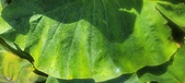 Enlarge photo 452