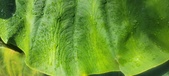Enlarge photo 451