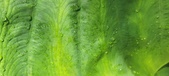 Enlarge photo 448