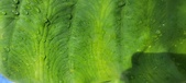 Enlarge photo 446