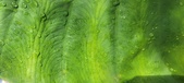 Enlarge photo 445