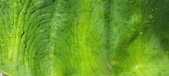 Enlarge photo 444