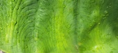 Enlarge photo 443