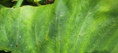 Enlarge photo 441