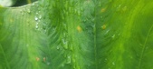 Enlarge photo 437