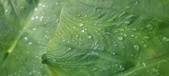 Enlarge photo 435