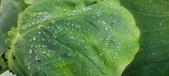 Enlarge photo 427