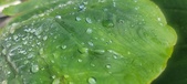 Enlarge photo 425