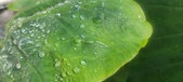 Enlarge photo 424