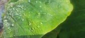 Enlarge photo 423