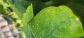 Enlarge photo 422