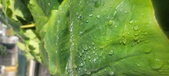 Enlarge photo 421