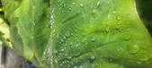 Enlarge photo 420
