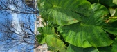 Enlarge photo 411