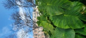 Enlarge photo 410