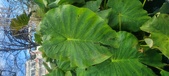Enlarge photo 407