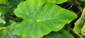 Enlarge photo 402